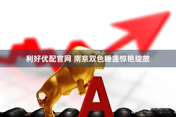 利好优配官网 南京双色睡莲惊艳绽放